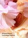 Спрей Velvet Petals Brulee Victoria&rsquo;s Secret 5_01_082 фото 2